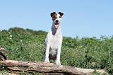 FOX TERRIER POIL LISSE 076